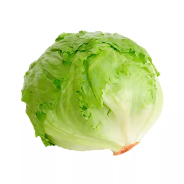 Lechuga Batavia