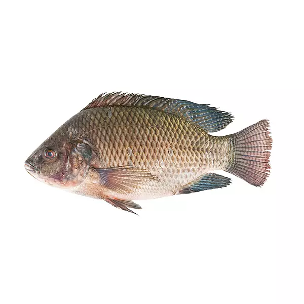 Pescado Mojarra Roja