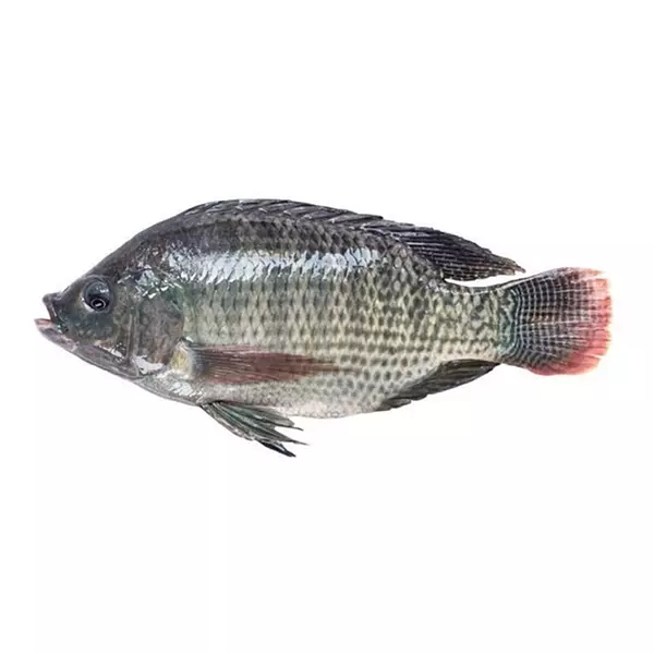 Pescado Mojarra Tilapia